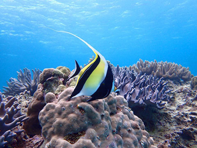 カラフルなお魚ツノダシ(映画ニモに出てくるギル)にもビーチで見ることが出来ます。_美ら海ダイビングセンター