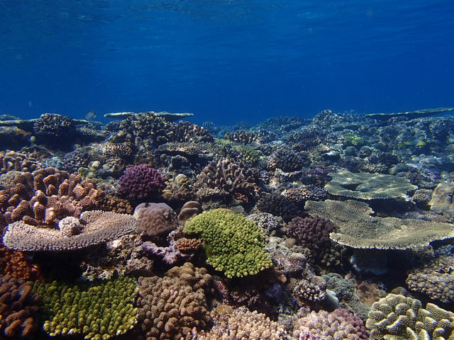 水納島のサンゴ礁_美ら海ダイビングセンター