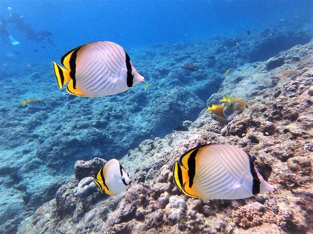 カラフルな熱帯魚たちに会いに行こう_マリンクラブUMI