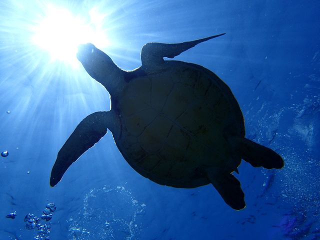シュノーケルでも出会えます!_カイザーマリンクラブ
