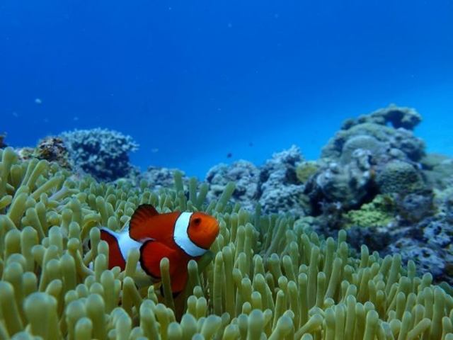 ニモさんこんにちは!_カイザーマリンクラブ