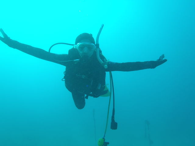 Blue Dolphin Japan