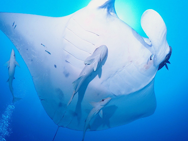 春夏秋冬、その時期の美ら海でしか出会えない生き物が待っています_トムソーヤマリンショップ