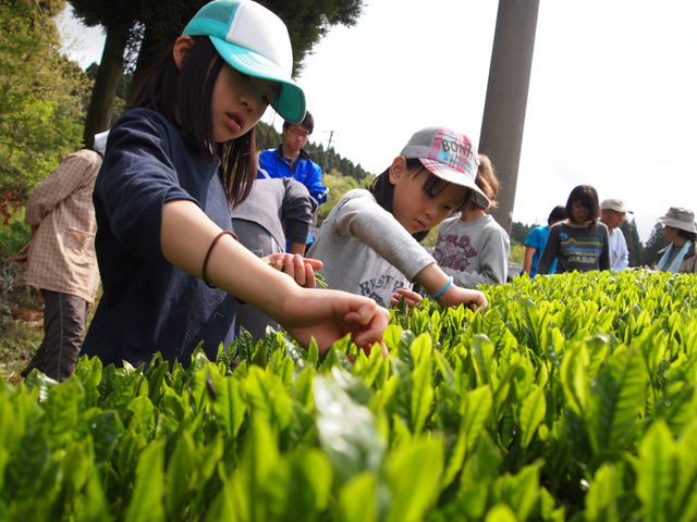 収穫後は茶畑でティータイム「茶摘み体験」_きくちふるさと水源交流館