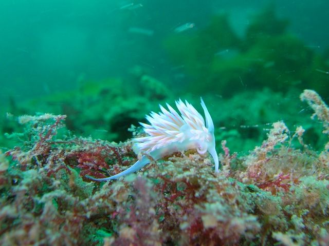 瀬戸内海はウミウシたくさん!_ダイビング広島SEAEGG