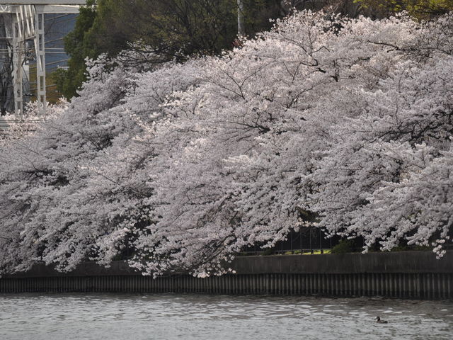 美しい桜の木の枝が川のほうへ伸びている。_蘇れ!!淀川の舟運 上りコース