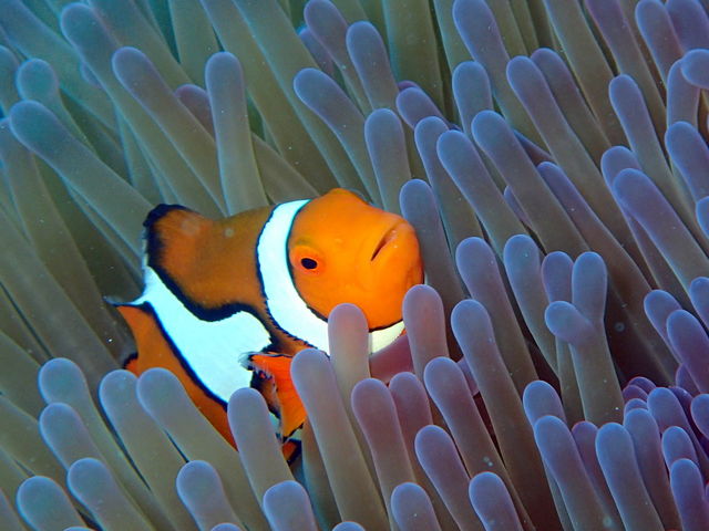 アースサウンド