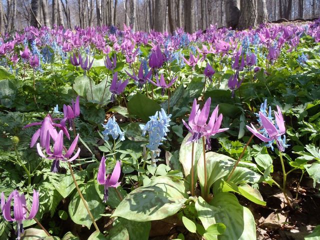 春の東川町キトウシ森林公園では、カタクリの花が咲き乱れます。GWごろがオススメです。_NPO法人大雪山自然学校