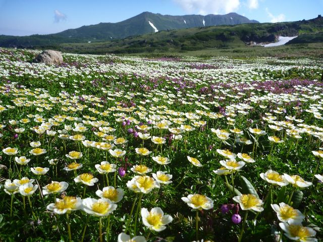 初夏の姿見の池園地では、一面のチングルマのお花畑。7月がオススメです。_NPO法人大雪山自然学校