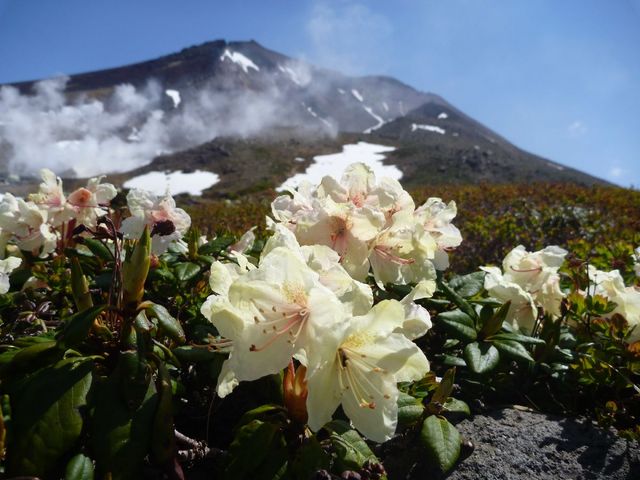 雪解けのころの姿見の池園地では、キバナシャクナゲが咲きます。6月がオススメです。_NPO法人大雪山自然学校