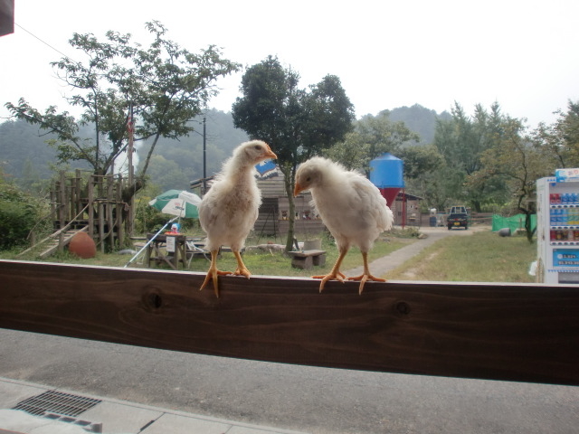 軍鶏・ソニアの鶏が野飼いで遊んでいます。_TWO-SPIRITS