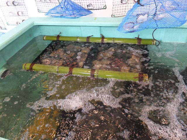こちらの水槽に常時、約500個のアコヤ貝が生きてます、お好きな貝を選んで下さい。_有限会社菊池パール