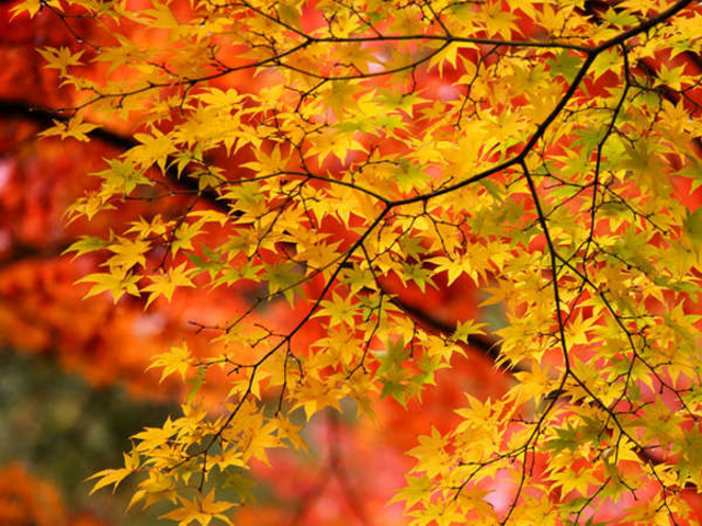 秋は紅葉が綺麗_縁の宿 幸楽