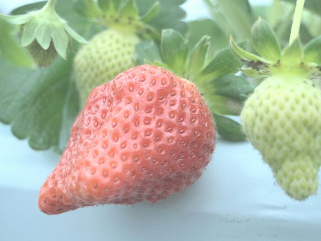 ことり農園