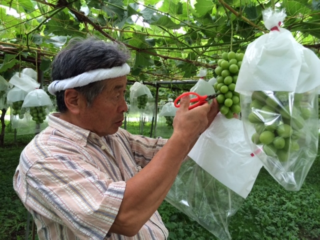 豊かな経験とぶどうへの愛情で種類豊富な「美味しいぶどう」を生産する園主♪_こんのぶどう園