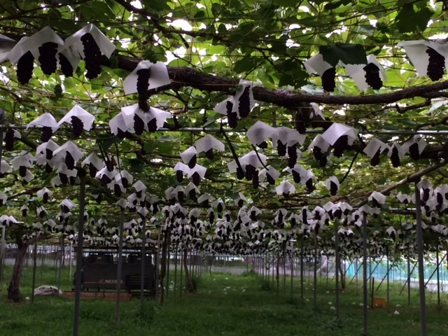 広いぶどう園で好きなだけもぎ取りを楽しんで♪その他、もぎ取り用以外にたくさんの種類のぶどうを格安で生産販売中!お土産にどうぞ_こんのぶどう園