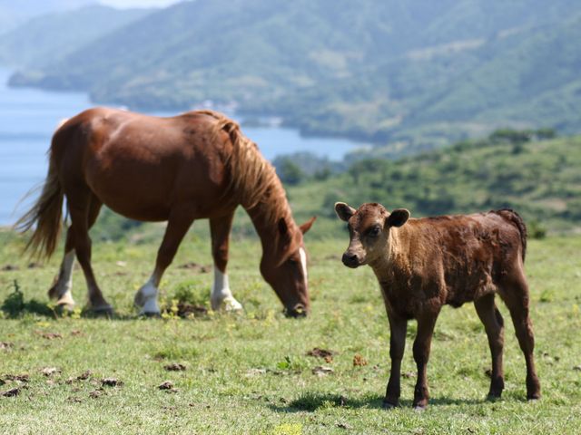 国賀海岸一帯は放牧地になっています。牛馬には近づかないで!_西ノ島町観光協会(レンタサイクル)