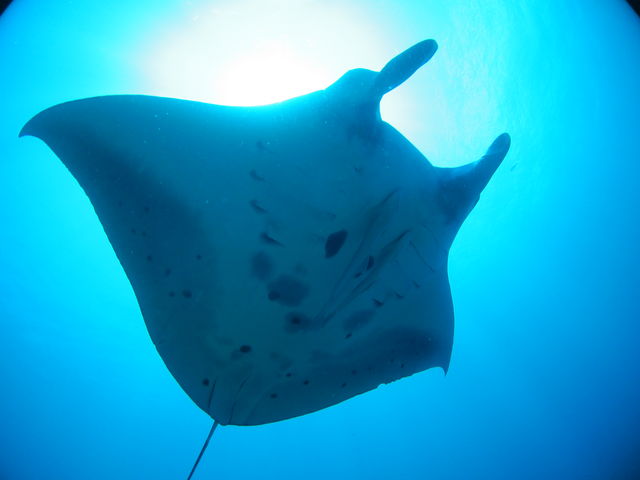 マレア石垣島