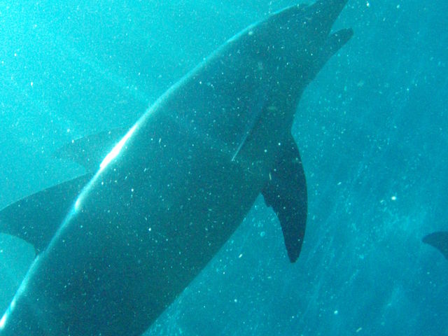 人もリラックスして楽しんでくださいね。_海豚人丸(うみとんちゅまる)