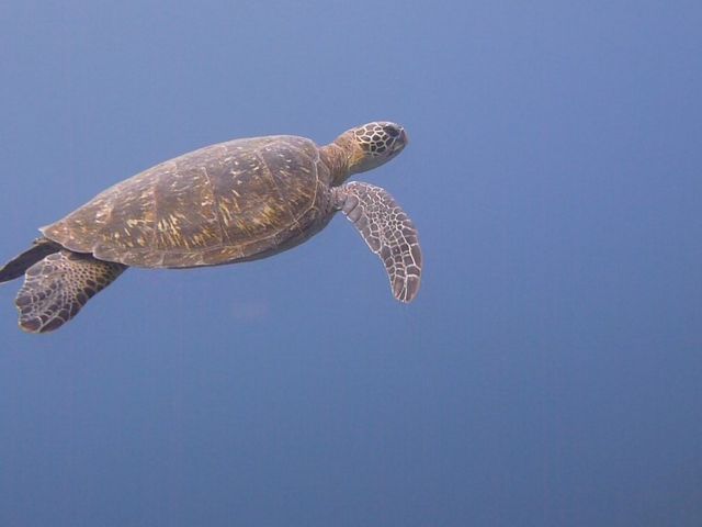 八丈ならではの魚たちや、ウミガメとの遭遇も!?ご期待ください!_DRIFTERS