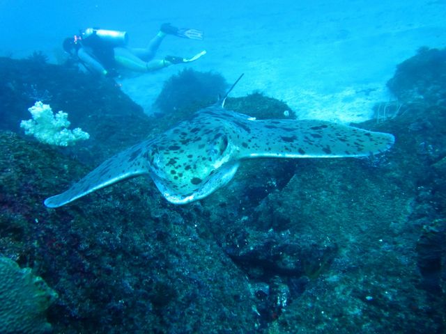 <ボートダイビング>
大川の海って豊富な魚達が自慢です!ボートダイビングなら、でっかいトビエイやウミガメにも出会えます!_ダイビング マリンゾロ