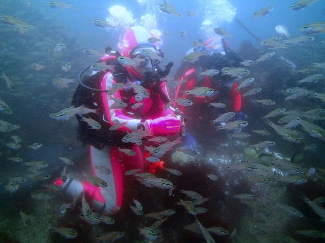 <ボートダイビング>
魚と一緒に潜りたい!そんな貴方の希望が叶うのが大川の海です!大物〜小物まで、様々な種類の魚達が皆様を出迎えてくれます!_ダイビング マリンゾロ