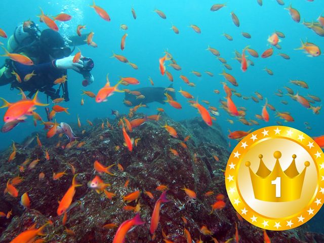 魚影最高!伊豆の海の中を、ぜひ体験してください♪※2016年じゃらん全国1位のダイビングショップでした。(人気、口コミ件数、来客数、○月のオススメランキング)_伊豆高原ダイビングスクール リトルリッツ