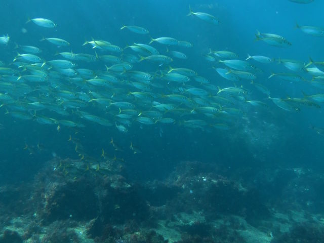 美味しそうな魚も_ドルフィンウェーブDolphinewave