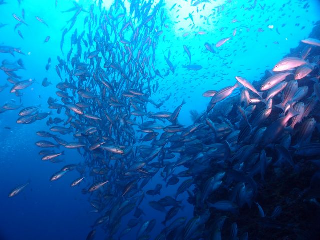 牛着岩のイサキの群れ_ダイブストア エグザイル