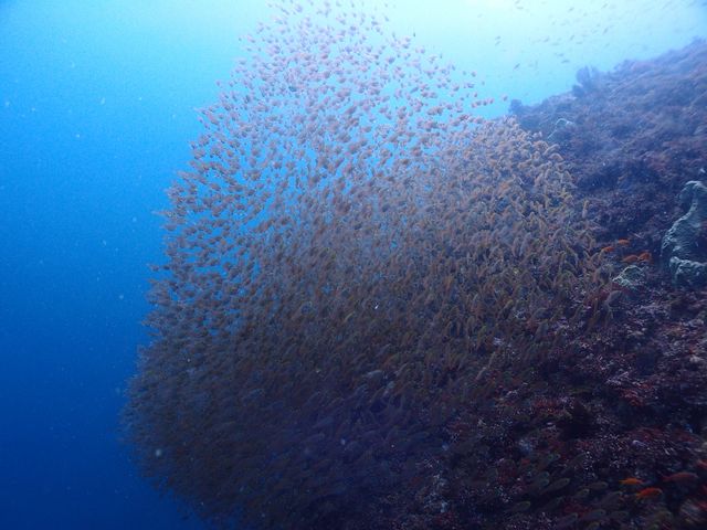 圧倒的な魚群(キンメモドキ)_ダイブストア エグザイル