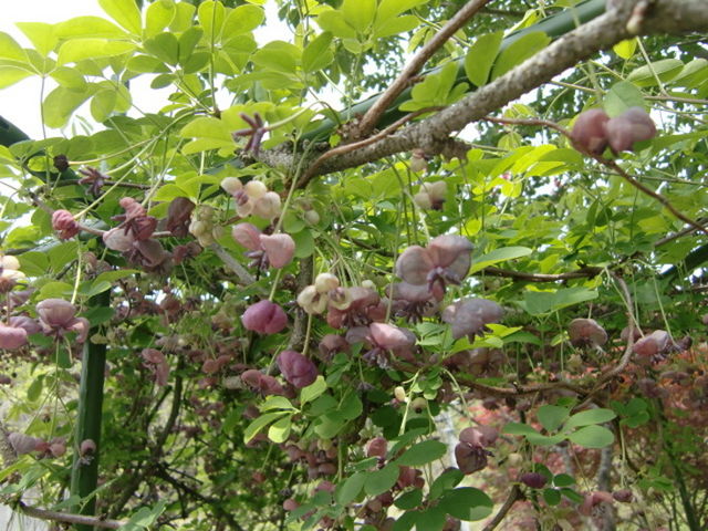 アケビの花もきれいに咲きます。_早池峰焼 星工房