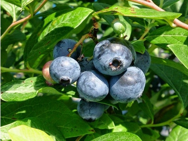 4種類のブルーベリーの食べ放題♪_みのなる森 とこよの郷