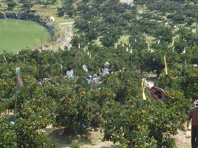 畑面積約18,000坪
みかん本数約8,000本_平岡農園