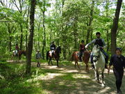 MIKIホーストレックの写真2