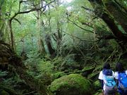 まつばんだ交通(屋久島ツアーオペレーションズの写真3