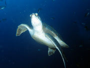 伊豆大島ダイビングセンターの写真4