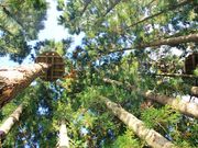 フォレストアドベンチャー・湯沢中里の写真4