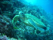 ドルフィンリングダイビングスクールの写真3