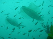 ドルフィンリングダイビングスクールの写真4