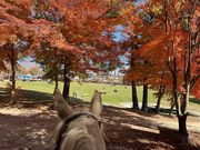 カナディアンキャンプ八ヶ岳の写真4