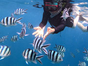 青の洞窟ダイビング(The Dive)の写真4
