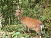 アウトドア屋久島ガイドシステムの写真2