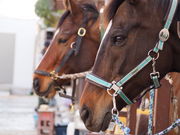 座間近代乗馬クラブの写真2