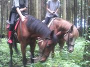 阿蘇ハイランド乗馬クラブの写真2