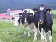 ミルク工房奥越前六呂師高原の時計台の写真4