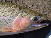 北海道・川の釣りガイド・山口の写真2