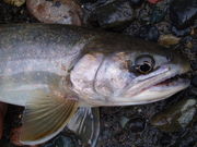 北海道・川の釣りガイド・山口の写真3