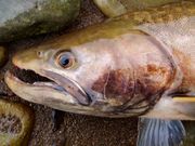 北海道・川の釣りガイド・山口の写真4