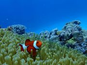 カイザーマリンクラブの写真4
