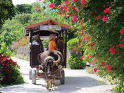 八重山観光フェリーの写真2